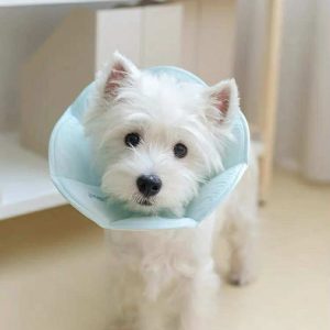TOUCHDOG Elizabethan collar open style without buủden